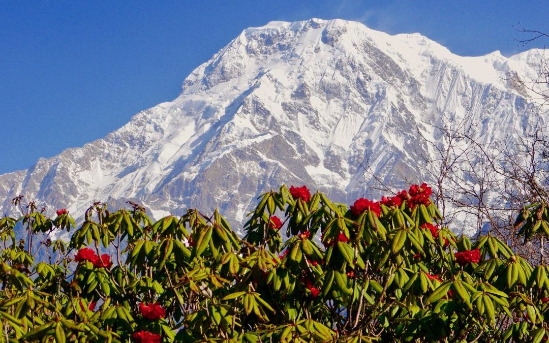 Nepal Trekking at the time of Rhododendron bloom