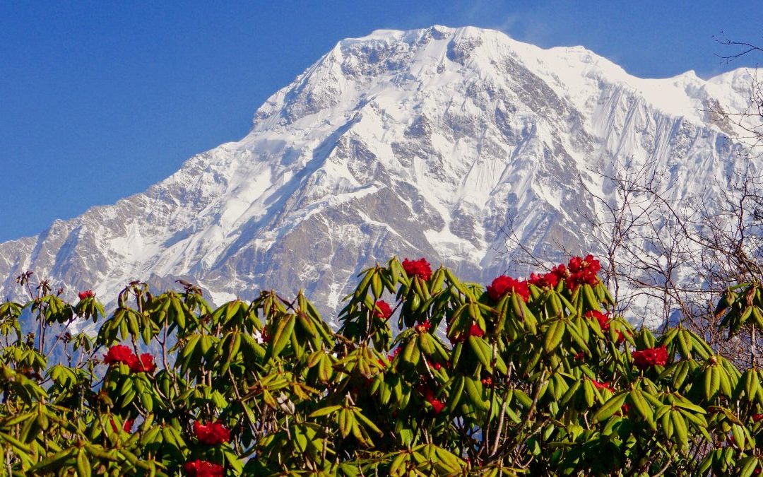 Nepal Trekking zur Rhododendronblüte