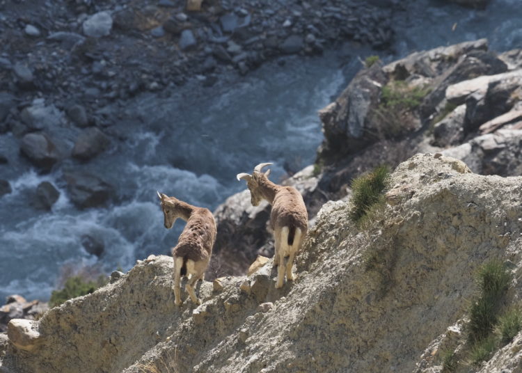 Wildtiere soweit das Auge reicht