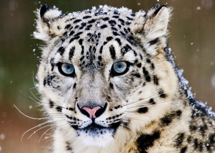 Snow Leopard 1