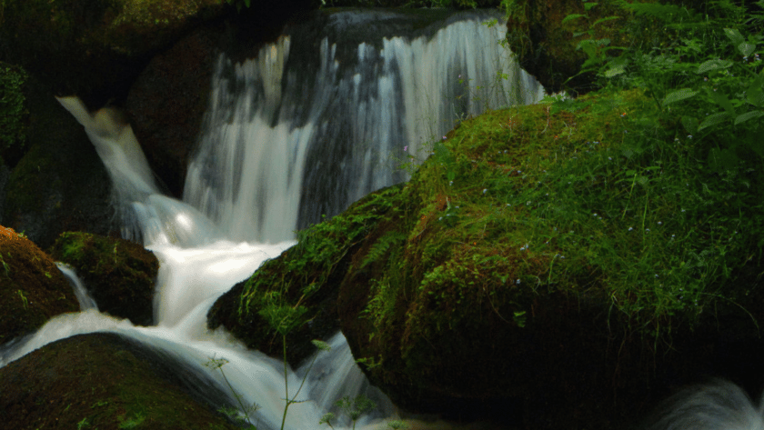 Leuchtturmprodukte für das Waldviertel